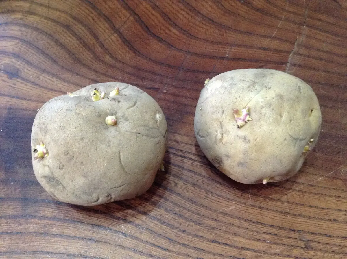 芽が出たじゃがいもを植えてみよう〜プランターで楽しむ簡単栽培〜保育と遊びのプラットフォーム ほいくる