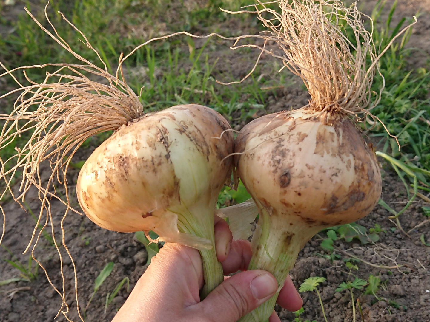 男子厨房に入るべし。まずは「快感」玉ねぎの皮の剥き方を板前に聞く - まぐまぐニュース