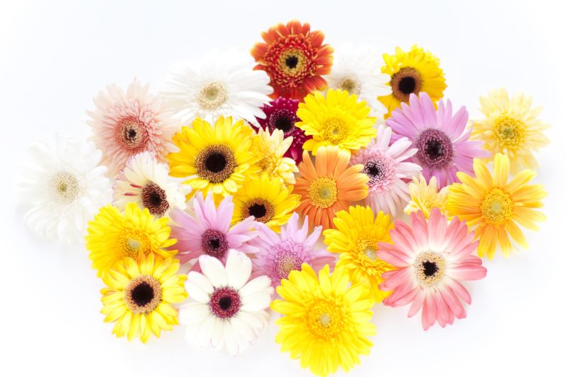 安心のクール便出荷 ガーベラ 各色10本から 選べる本数 ギフト 誕生日 花束 プレゼント 内祝い 贈り物 敬老の日 結婚祝い 母の日 出産祝いプロポーズ : BISES.Flower - 通販 - Yahoo!ショッピング