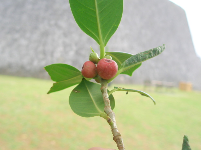 妖精キジムナーが住む「ガジュマル」の木の花 フサキビーチリゾート ホテル ＆ ヴィラズのブログ - 宿泊予約は＜じゃらんnet＞
