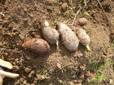 里芋 サトイモ の育て方！ 栄養や効能から栽培のポイントまで、すべて教えますGardenStoryガーデンストーリー
