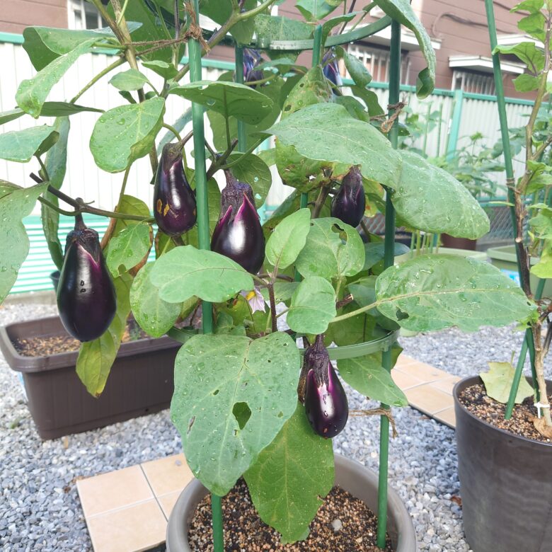 2月上旬 ナス種まき〜発芽伝旬 でんしゅん菜園生活