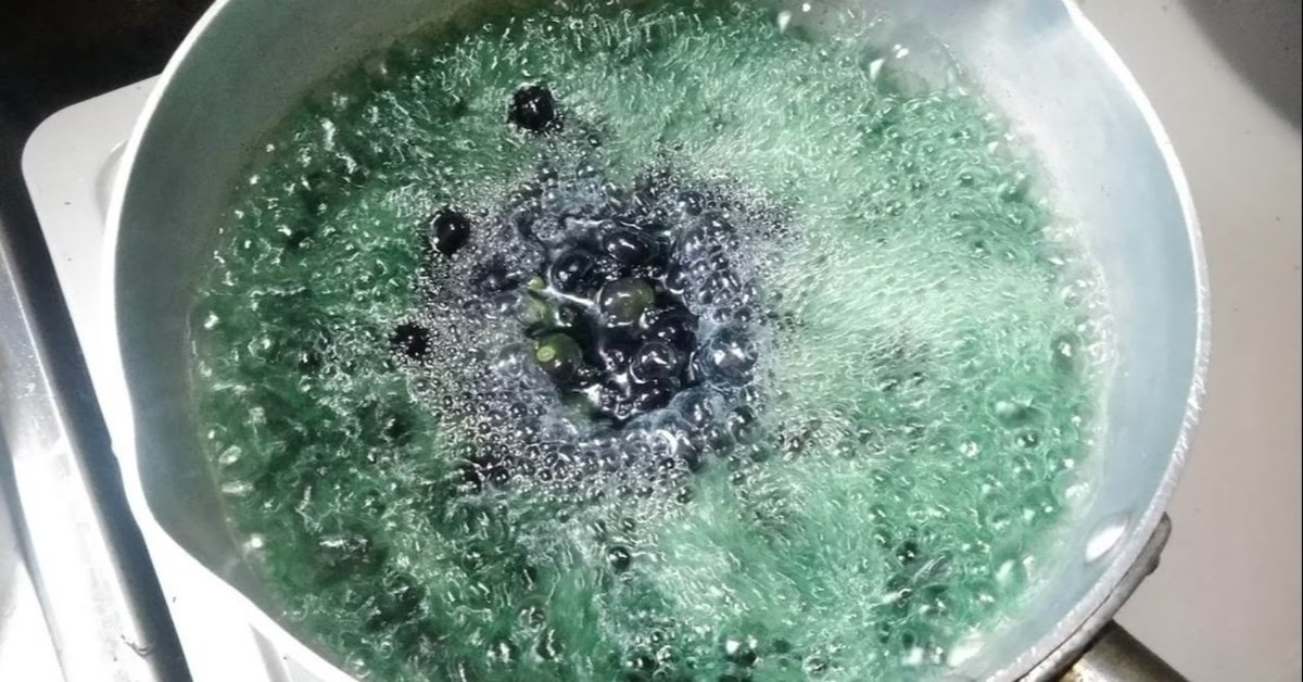 4月上旬以降出荷予定 ガーデンハックルベリー 加工専用種 2ポットセット野菜 苗 珍しい ガーデンハックルベリー日本花卉ガーデンセンター annex