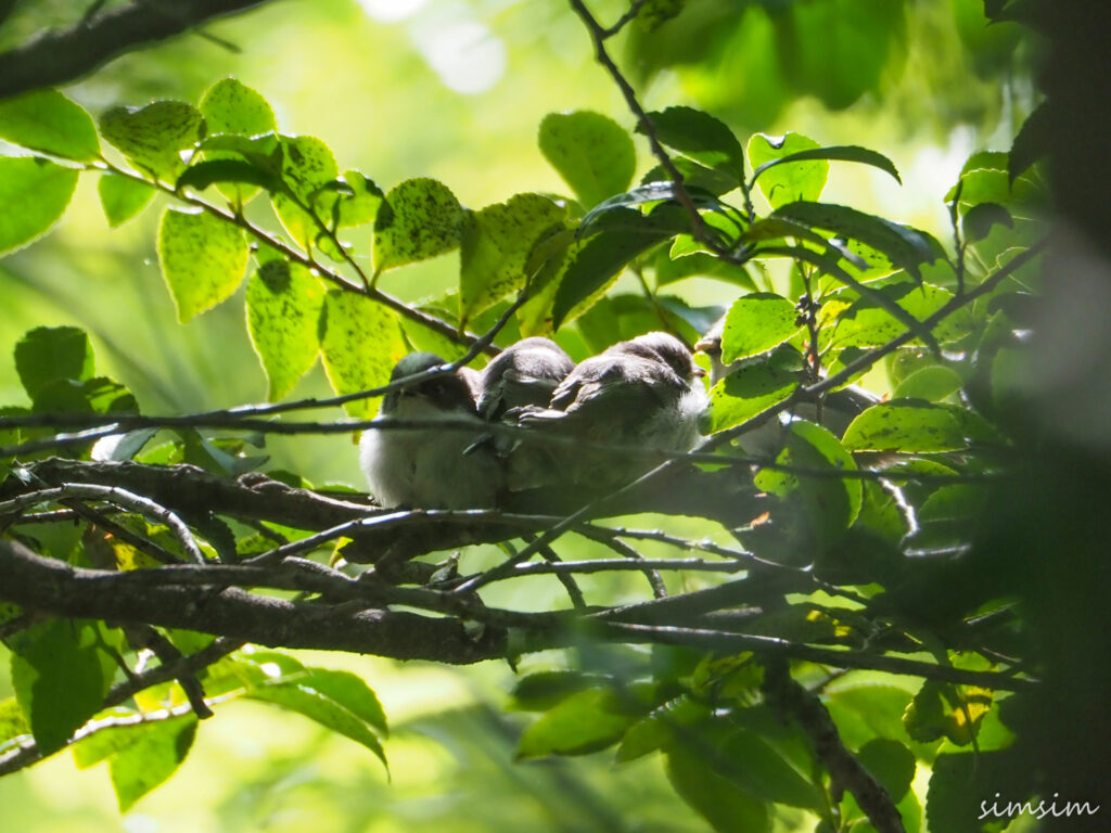 エナガ団子に癒される - 定年後その日暮らし