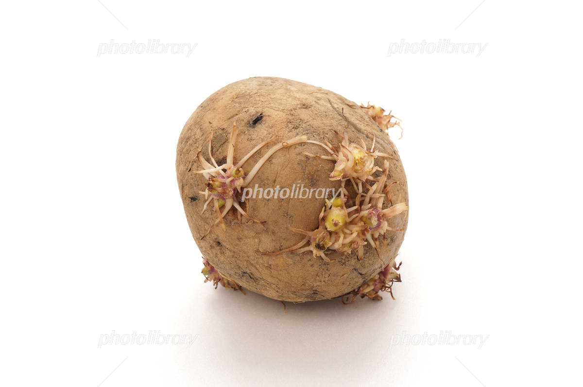 じゃがいもの皮むき、芽の取り方のコツ！包丁不要の芽の取り方もカゴメ株式会社