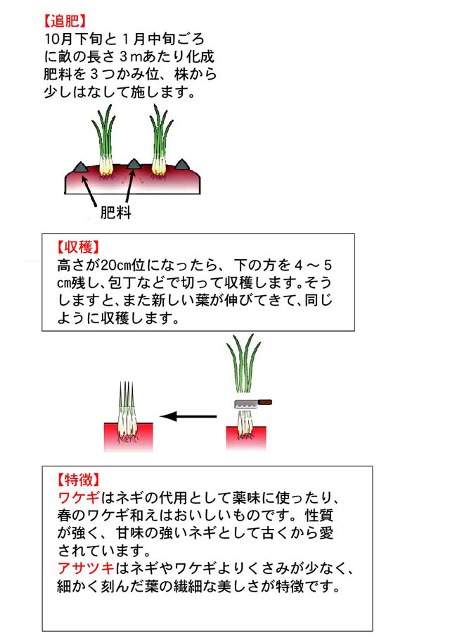 料理の彩りや薬味に大活躍♪プランターでも育てやすい「わけぎ」の栽培方法＆レシピキナリノ