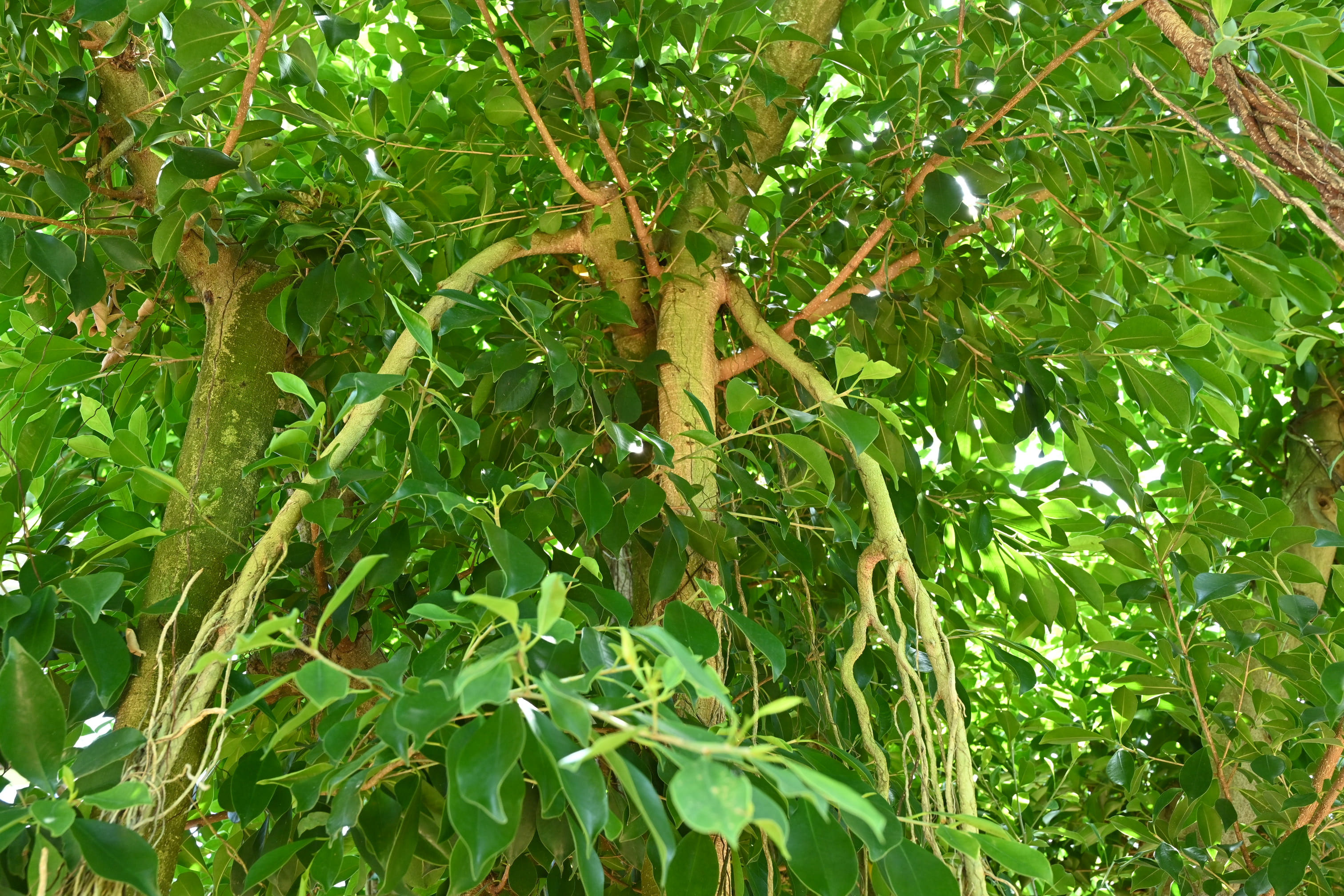 ガジュマル花実葉散歩