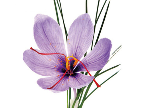 サフラン」 from 大分あぐりずむ～ニッポン いただきます紀行～ - TOKYO FM 80.0MHz - 川瀬良子