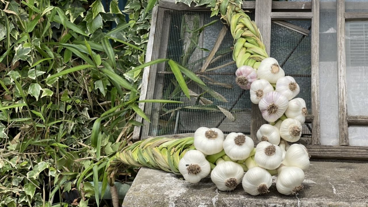 絶対見て ニンニク収穫した後の保存方法を教えます。農家がやっているマル秘テクニックであなたの家のニンニクも長期保存可能になります