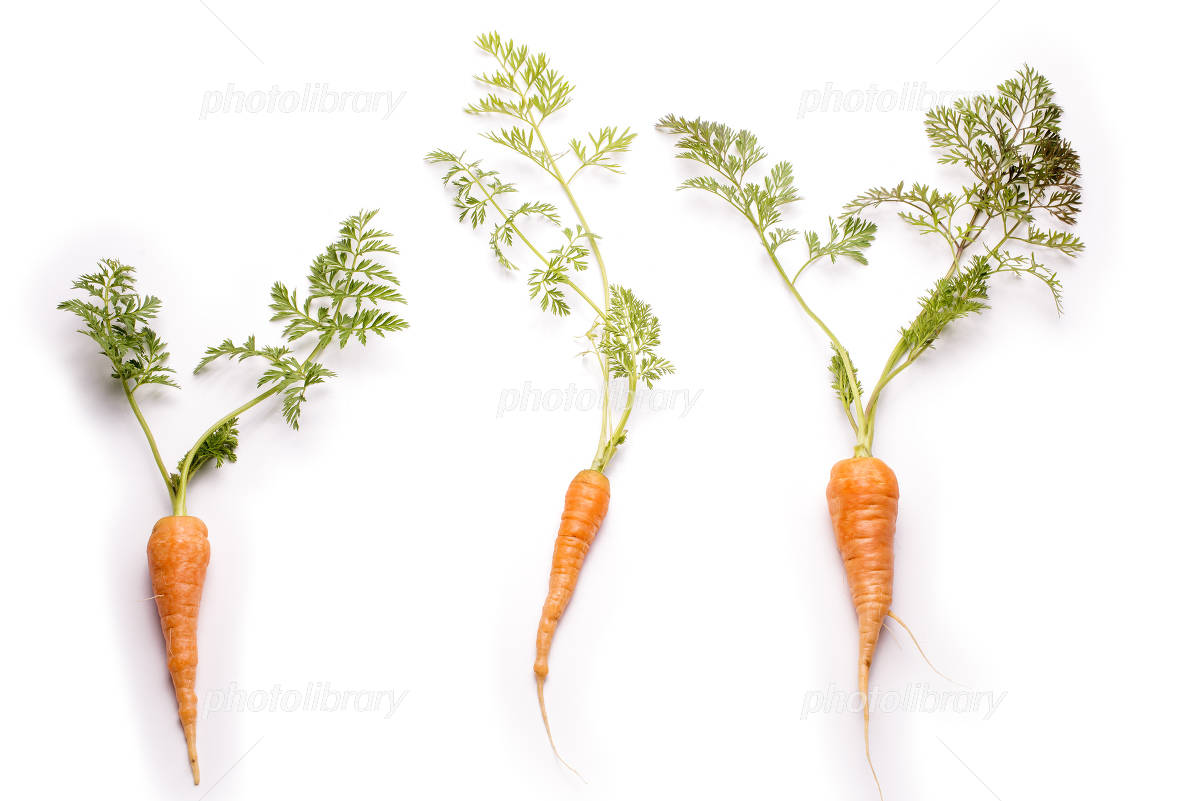 人参の葉のおいしい食べ方！栄養素や活用レシピもご紹介クラシル