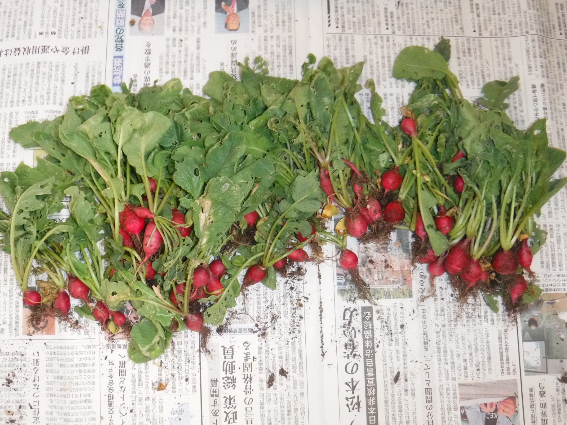 牛乳パックでラデッシュ栽培aki.yo