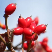 ハナミズキの赤い実園芸日記by赤いハナミズキみんなの趣味の園芸415561