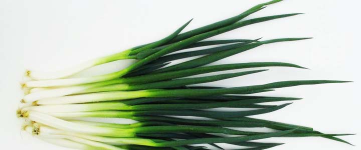 目利きが選ぶ、最高品質の白ネギ「千寿葱」 : SHUN GATE : 日本の食文化を紹介