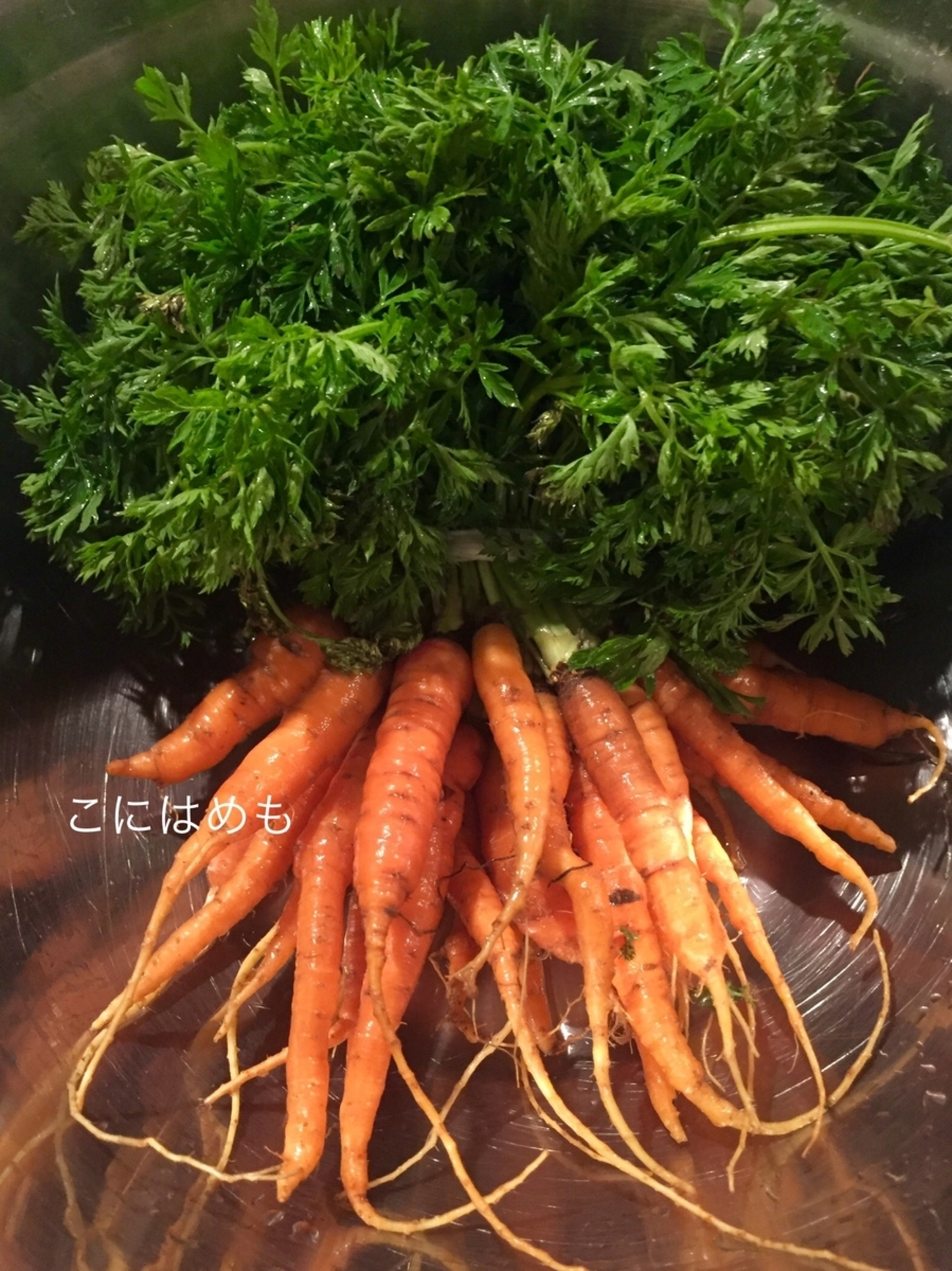 実験コラム ニンジンの葉を育ててみよう！〜素材 ニンジンのヘタ〜保育と遊びのプラットフォーム ほいくる