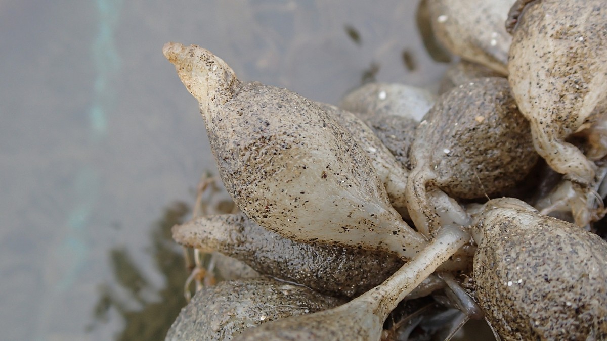カミナリイカ 紋甲烏賊 のイカチチと卵：旬の魚介百科