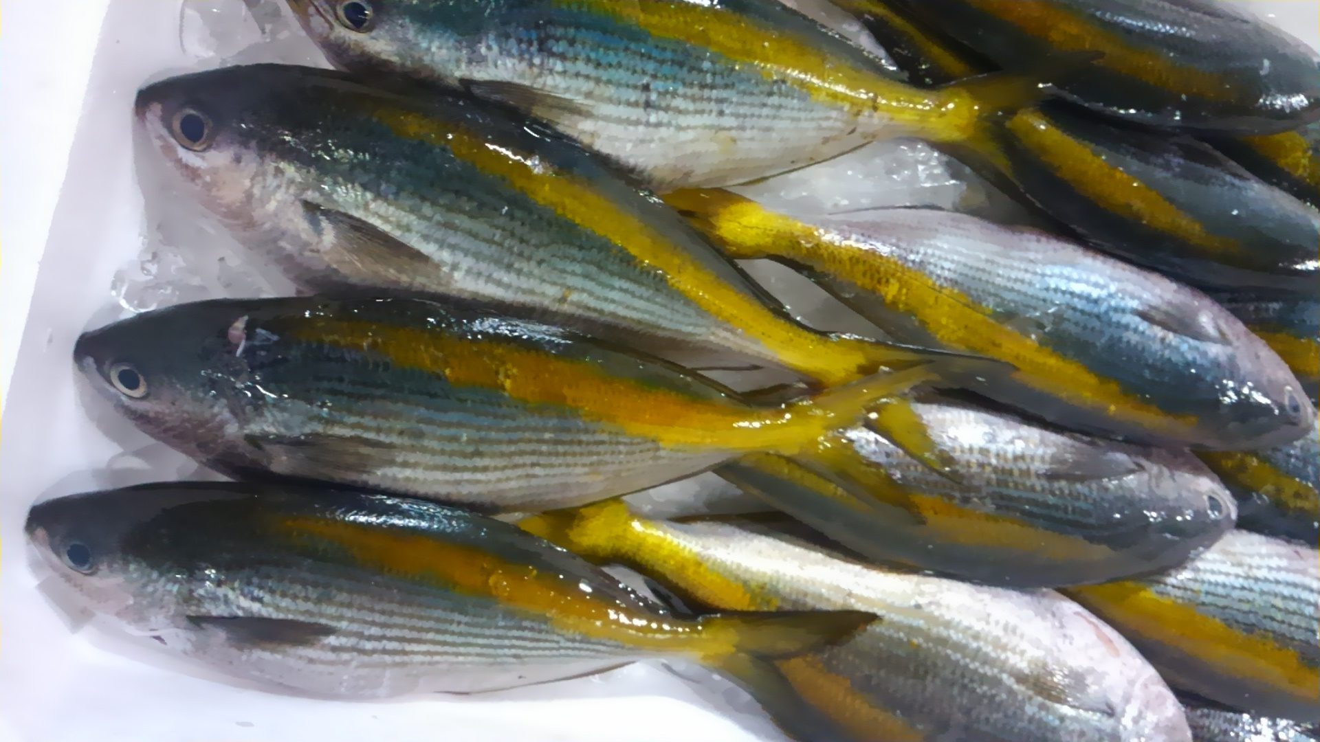 タカベの料理 ～ お刺身、塩焼き、葱塩ソテー - 鏡面界 - 魚食系女子の気まぐれ雑記帖