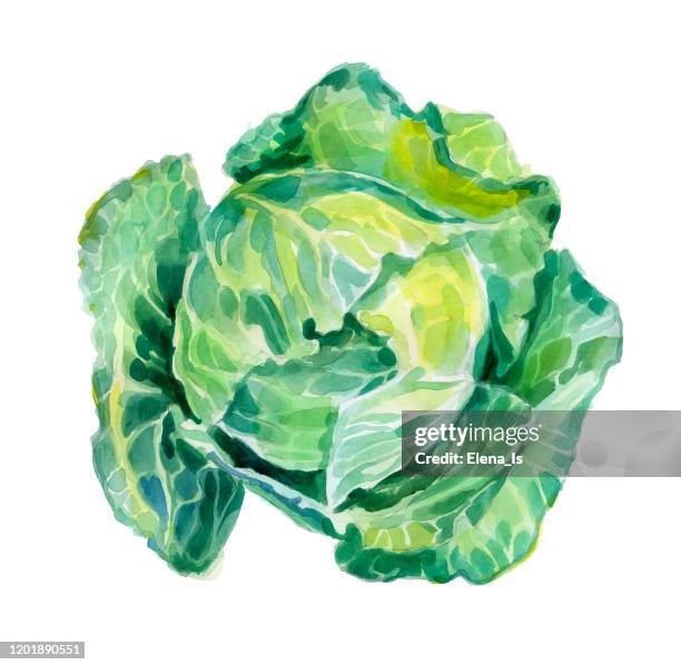 シャキッとした葉を持つリアルなキャベツイラスト素材透過、PNGフリー画像ダウンロード - Pngtree