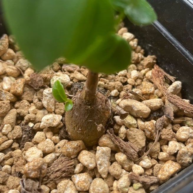 ガジュマルの実: 小笠原父島情報 ☆オガツアーのブログ