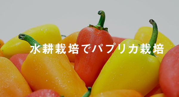 パプリカ水耕栽培 栽培キットの作り方から収穫までの育て方農家web