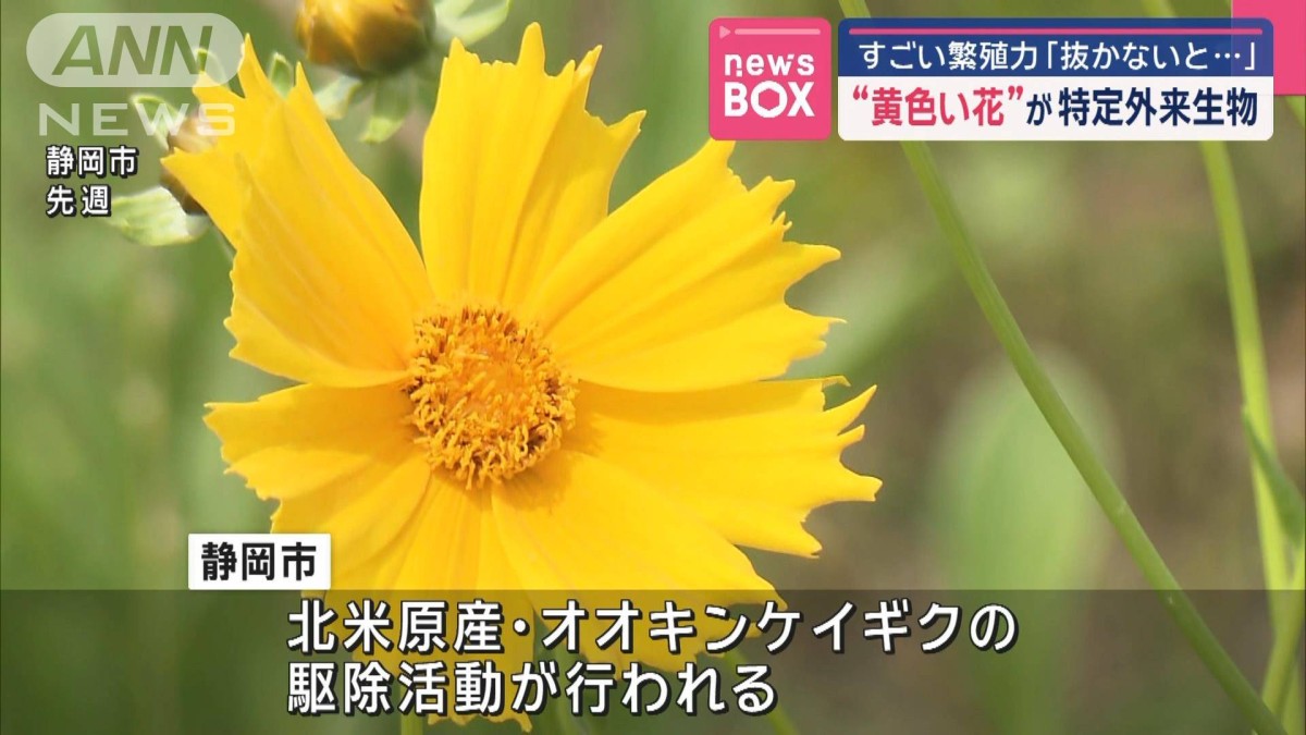 この黄色の花は何の野菜？ とろり食感がクセになるアノ食材 野菜の花クイズOggi.jp