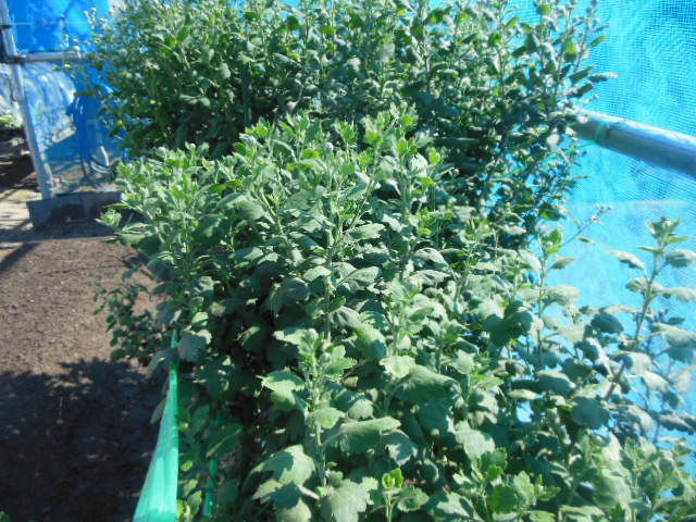 「ヒルナンデス！」の「レシピの女王」で紹介されたツナ缶レシピ！クックパッドニュース