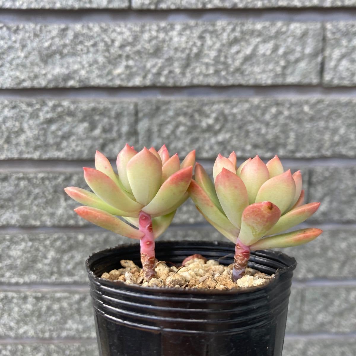 多肉植物 ブルーヘイズとマッコス