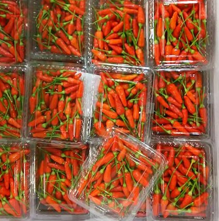 沖縄県産 島とうがらし・大南都物産株式会社