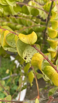 余った大葉はどうする？ ３分でできる『意外な活用術』に「初めて知った」「目からウロコ」 – grapeグレイプ