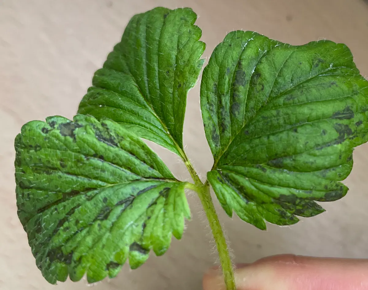 いちご突然枯れる、葉に灰色の斑点炭疽 たんそ 病ミライ菜園