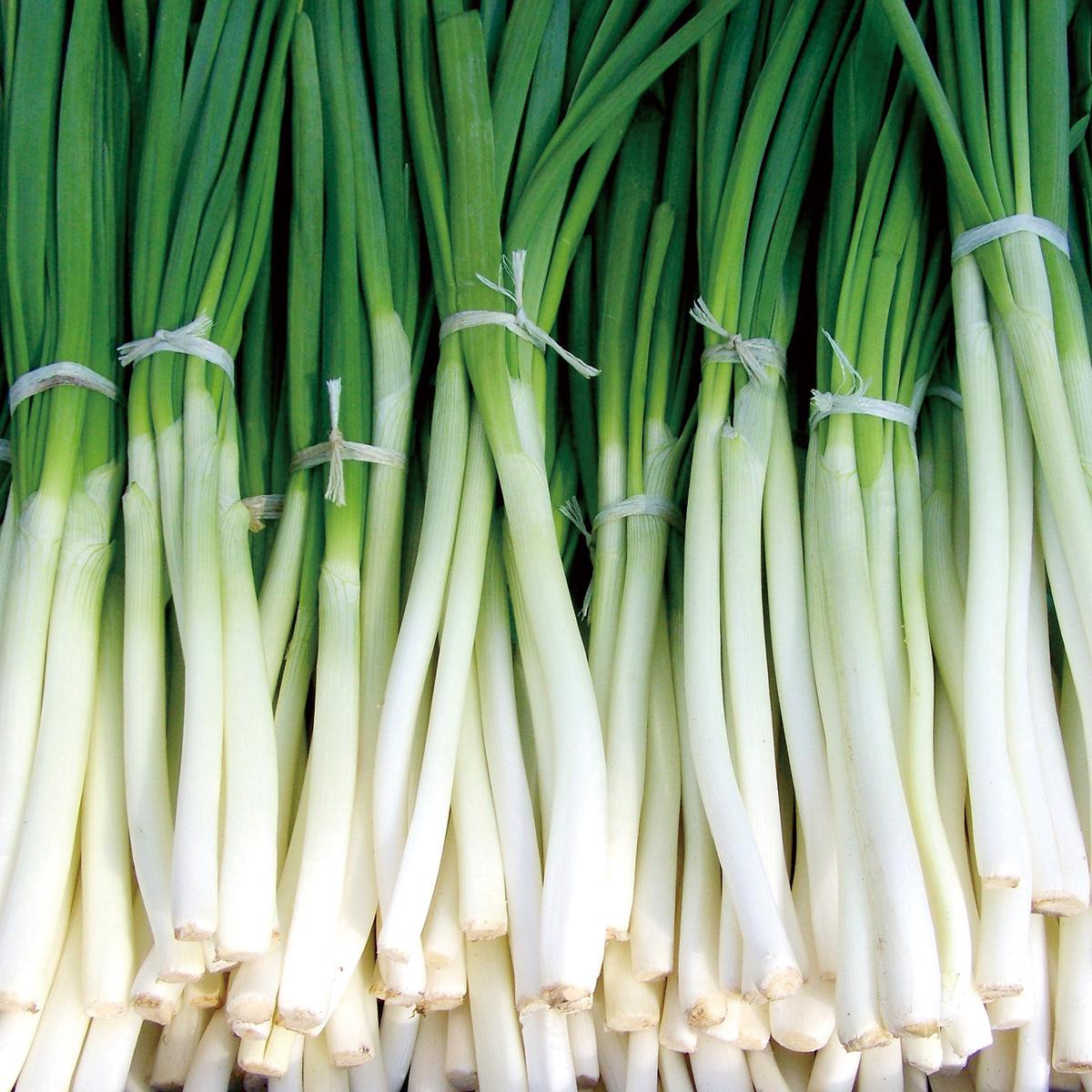 土寄せの手順根深ネギ栽培における土寄せのポイント栽培技術最前線WEB - タキイ種苗