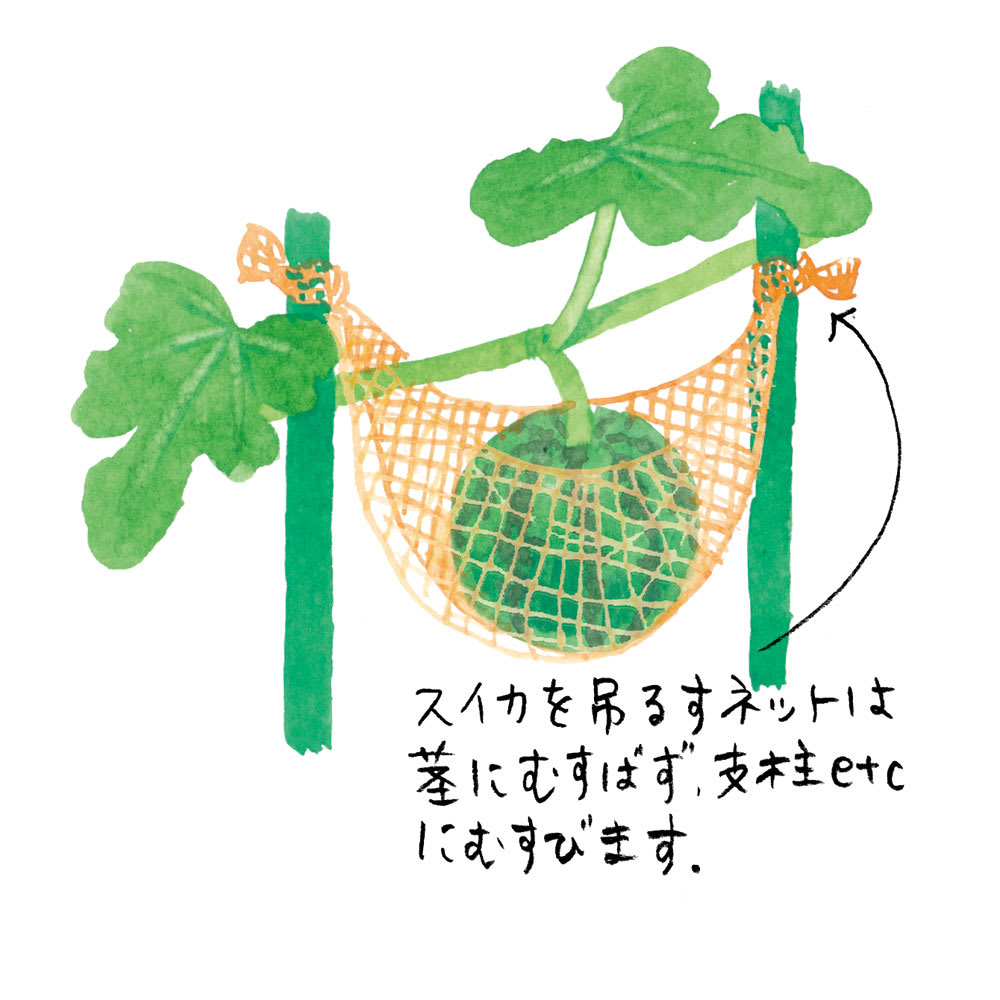 プランターでスイカ524BLOG - 家庭菜園やらゲームやらバス釣りやらインドアからアウトドアまで、浅く広い趣味で暇つぶし ？ の日記