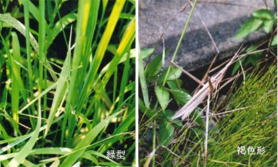 生活・動物・生き物 ショウリョウバッタさんのかわいいフリーイラストフタバのフリーイラスト