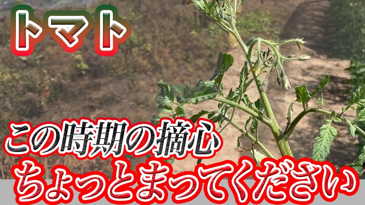 トマトの剪定 摘心や摘果の方法や時期家庭菜園での栽培管理の仕方を覚えておいしいトマトを収穫しよう