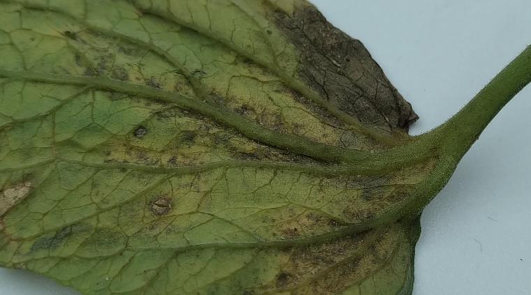 ホイップクリームイラスト - No: 22269818無料イラスト・フリー素材なら「イラストAC」