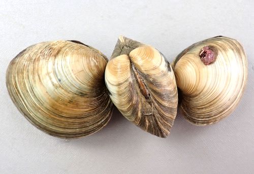 ホンビノス貝とハマグリの違いって何? 写真、見た目、食べた感想をお伝えします!まるっと千葉を知り尽くしたい♪