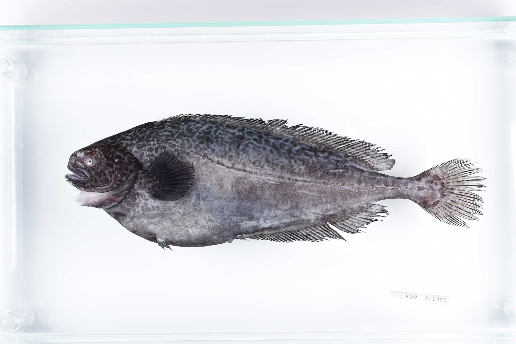 刺青蒟蒻鯵いれずみこんにゃくあじ イレズミコンニャクアジirezumikonnyakuaji irezumiko