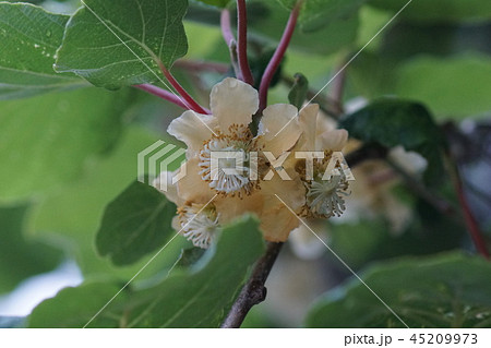 茘 キウイフルーツ 花言葉は「ひょうきん」の写真素材44628275- PIXTA