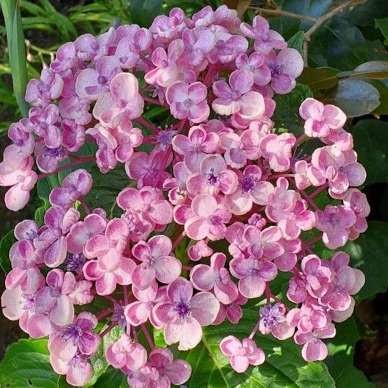 紫陽花 ポップコーンShibuya Hanaten日記