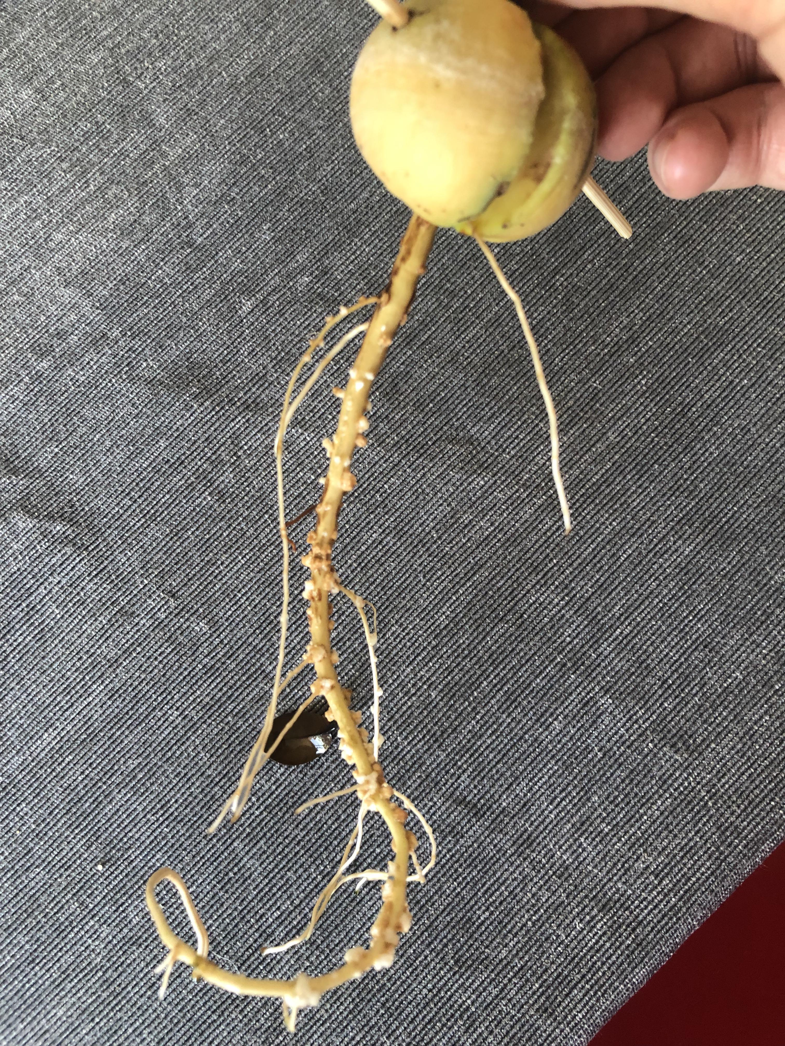 昨日買ってきたアボカドなんですけどこれって腐ってますか？白い部分はカビ？- Yahoo!知恵袋