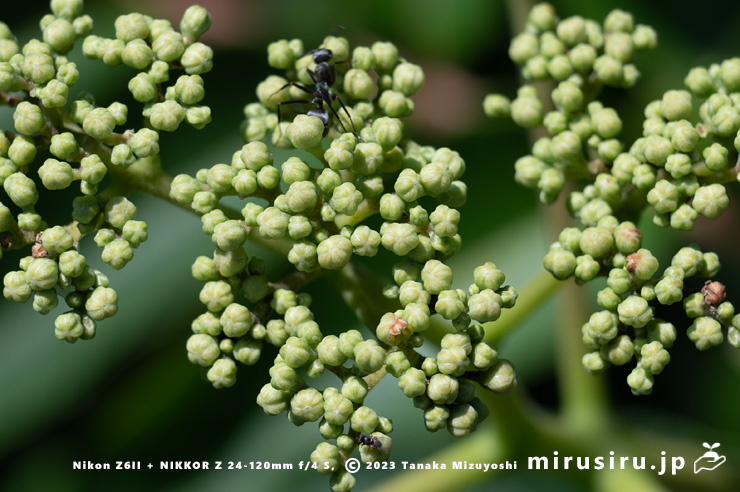 カラスザンショウの実花のチカラ☆緑のココロ
