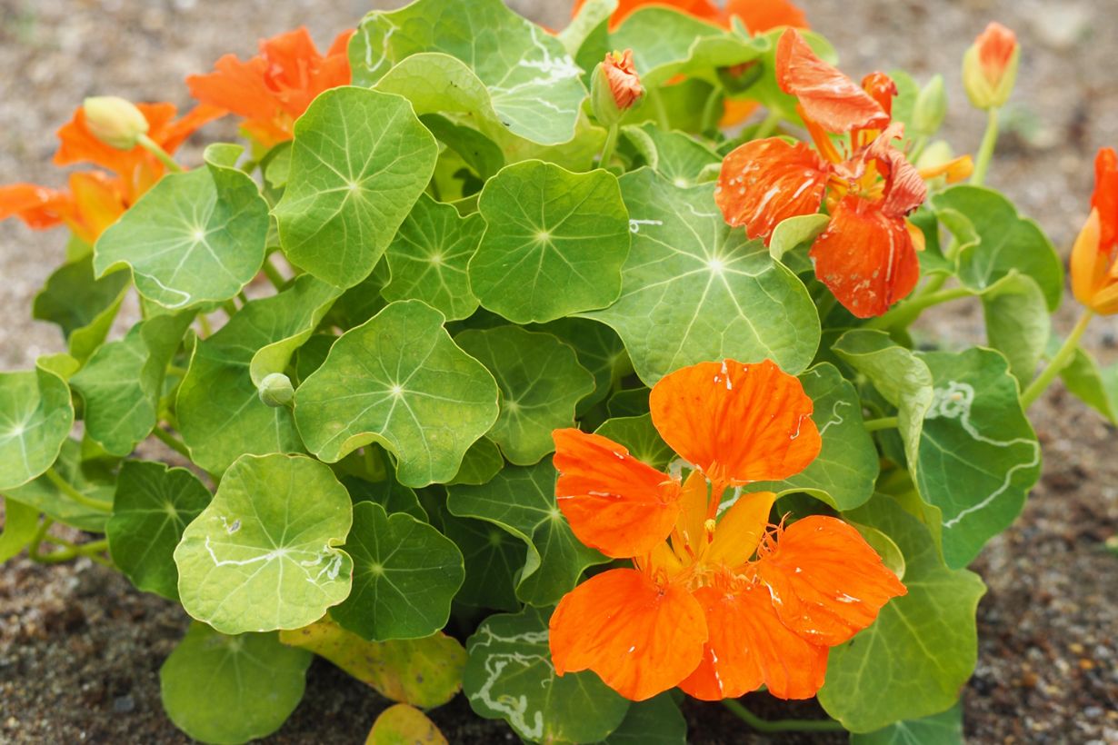 ナスタチウムの育てかた 金蓮花; キンレンカ: 世話要らずの庭