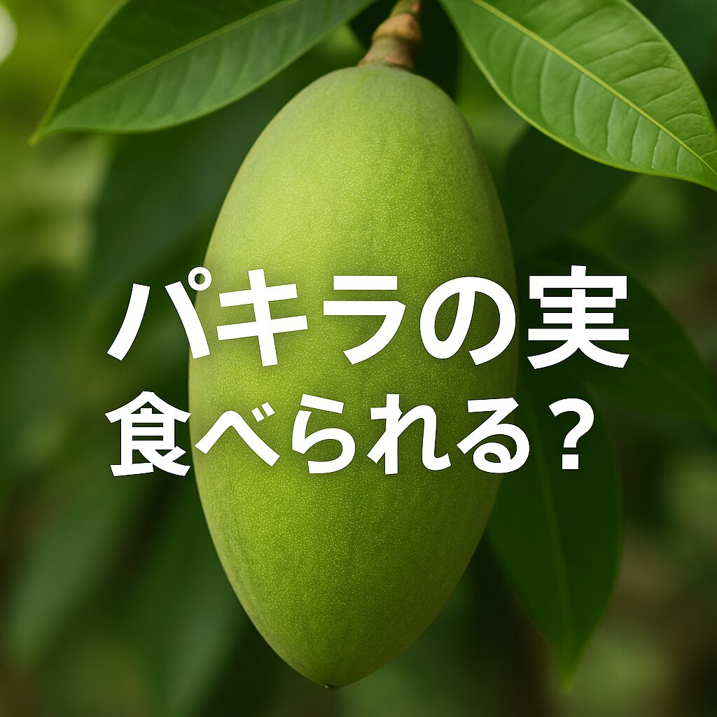 パキラ カイエンナッツ: ハワイ島の空の下