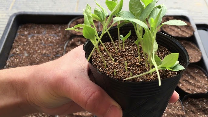 ナスの上手な育て方 種まきから収穫まで完全解説 茄子栽培のコツとポイントが分かる