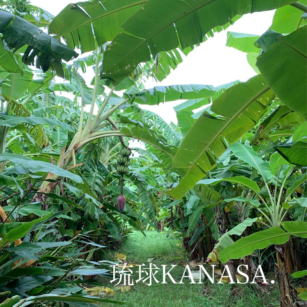 揚げた甘いバナナ ブラジル料理Premium AI生成画像