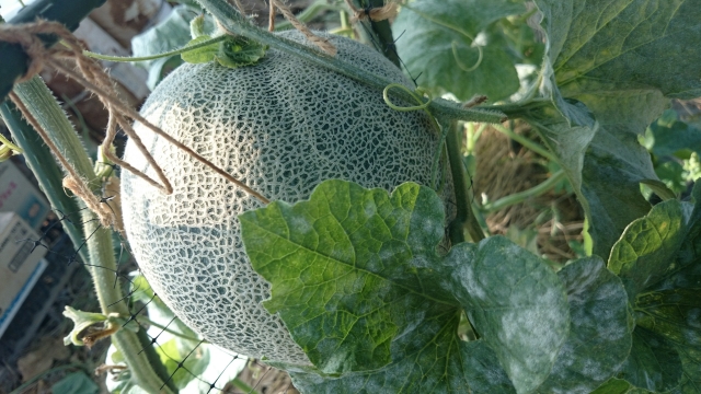 閉店 Tuさんとこの長くて黄色い網目の入ったこいつの正体はメロンらしい！そしてHoa Loc のマンゴーは一度は試した方が良いよ！ ~ Cho Queフードアナリストちぇりのホーチミンの美味いもん