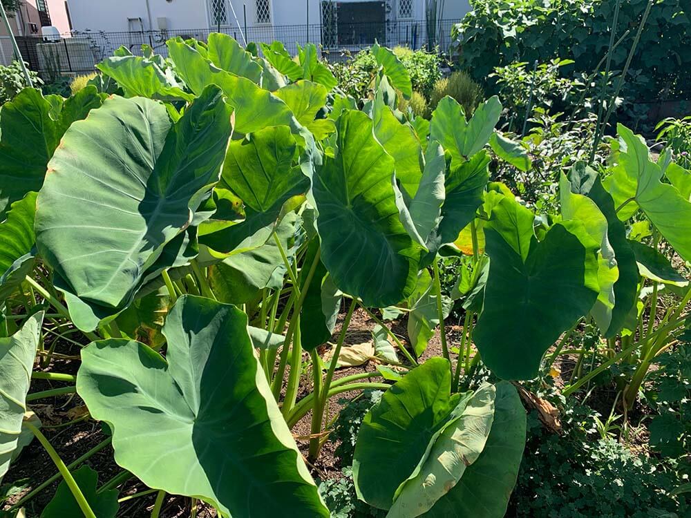 里芋の育て方を徹底解説