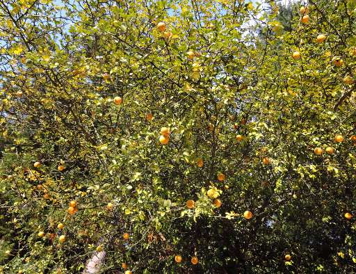 からすみの食べ方・調理法からすみの通販なら「たちばな」へ