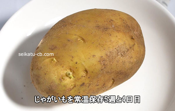 要注意 ジャガイモ芽が出たままにしておくと枯れます！失敗しないジャガイモの育て方・栽培方法