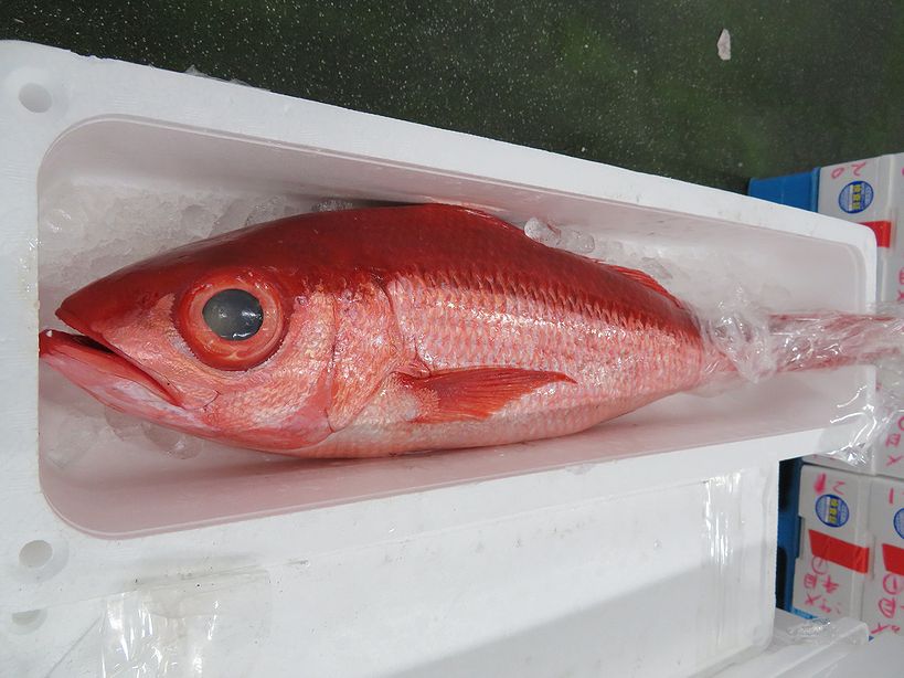 どうする英語案内＠魚市場🐟️青背魚,鯵鰯鰊;赤身魚,鮪鰹;白身魚,鯛鮃鰈鱈;貝類,甲殻類,淡水魚？即答用語集 -インバウンドビジネス最前線の方々へ！AIの上に立つ情報収集をアシスト