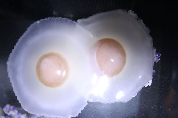 クラゲなのに「目玉焼き」にしか見えない “黄身”部分は何？新江ノ島水族館に生態を聞いたFNNプライムオンライン